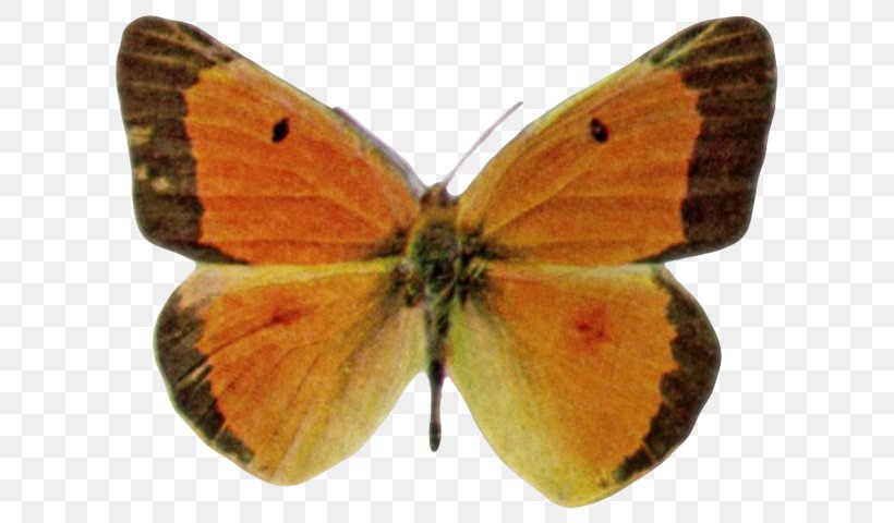 Clouded Yellows Brush-footed Butterflies Gossamer-winged Butterflies Moth Pieridae, PNG, 634x480px, Clouded Yellows, Arthropod, Brush Footed Butterfly, Brushfooted Butterflies, Butterflies And Moths Download Free