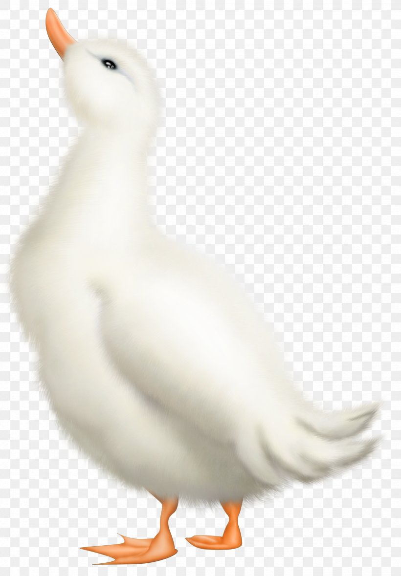 Duck Bird Goose Waterfowl Clip Art, PNG, 2362x3398px, Duck, Animation, Ardea, Beak, Bird Download Free
