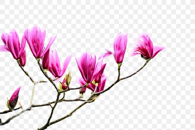 Flower Plant Petal Pink Spring, PNG, 1920x1280px, Spring Flower, Branch, Chinese Magnolia, Crocus, Flower Download Free