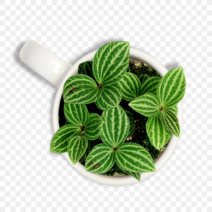 Flowerpot Plant Green Download, PNG, 3543x3543px, Flowerpot, Data, Green, Installation, Leaf Download Free