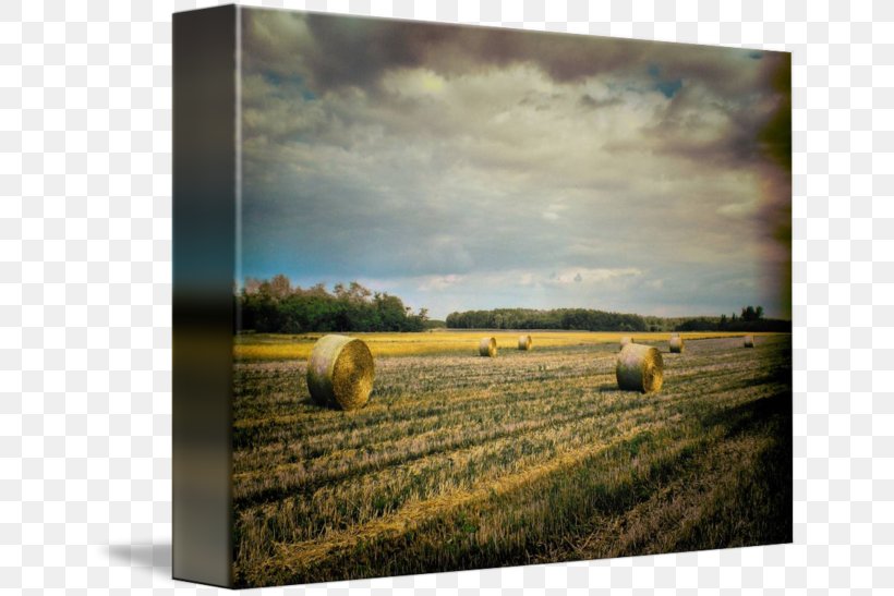 Hay Prairie Ecoregion Harvest Farm, PNG, 650x547px, Hay, Agriculture, Crop, Ecoregion, Farm Download Free