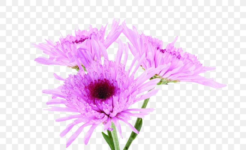 Purple Pink Chrysanthemum Violet Color, PNG, 750x500px, Purple, Annual Plant, Aster, Chrysanthemum, Chrysanths Download Free