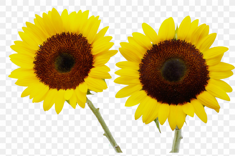 Sunflower, PNG, 3553x2363px, Watercolor, Asterales, Cuisine, Daisy Family, Flower Download Free