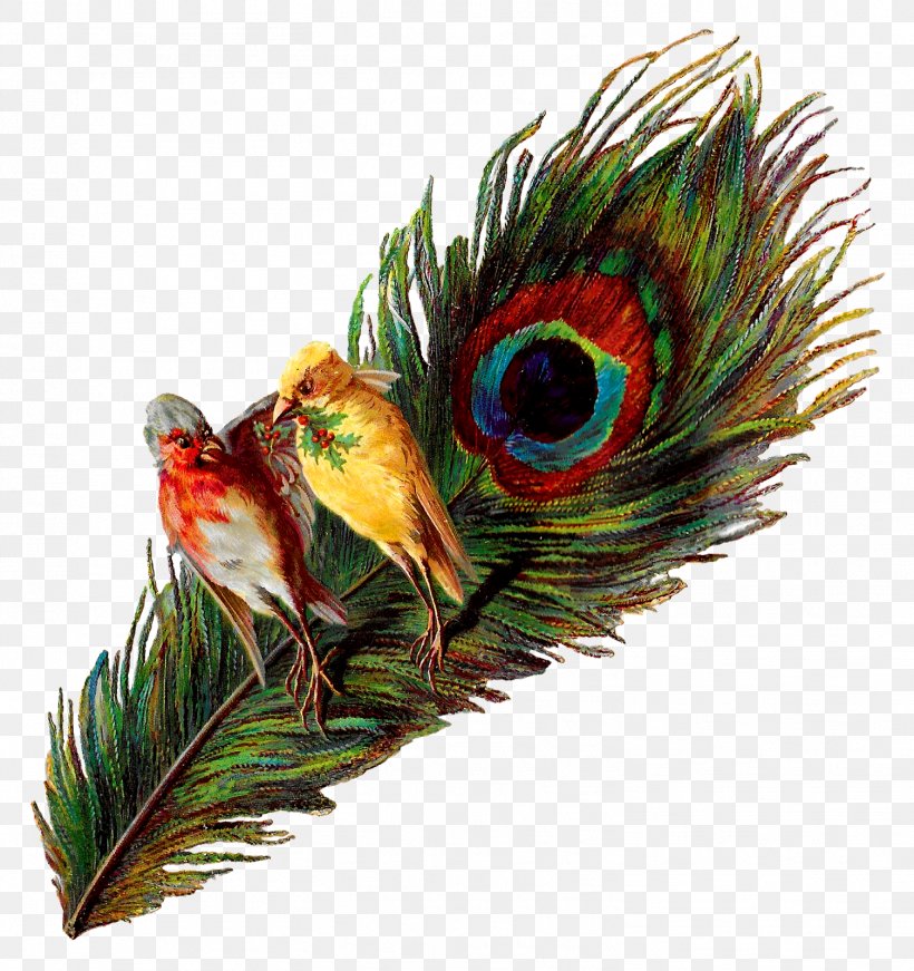 Bird Feather Peafowl Clip Art, PNG, 1506x1600px, Bird, Animal, Antique, Asiatic Peafowl, Beak Download Free