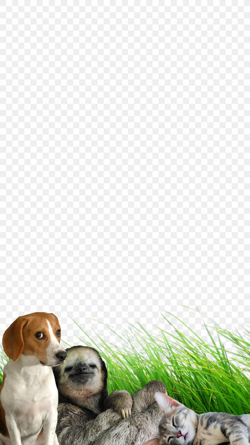 Dog Breed Puppy Stop Bullying / Venciendo El Bullying Companion Dog, PNG, 2048x3640px, Dog Breed, Breed, Bullying, Caterpillar, Companion Dog Download Free