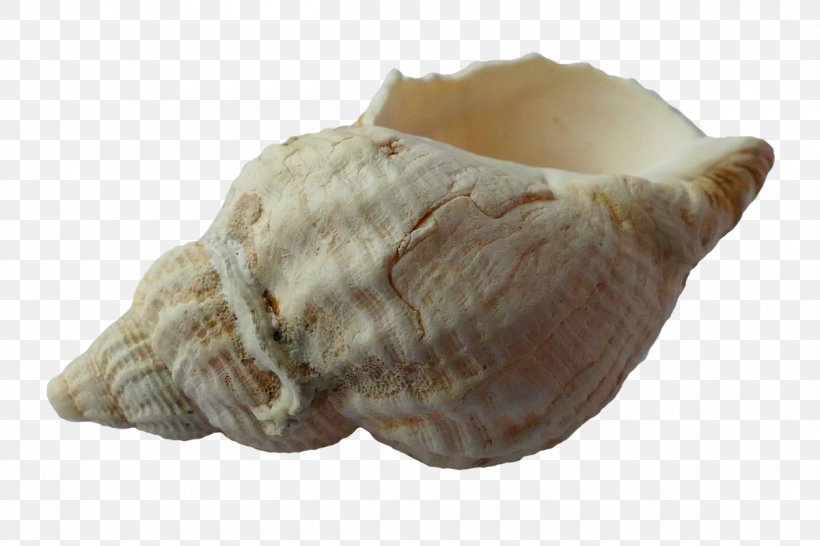 Fort Myers Beach Seashell, PNG, 1200x800px, Fort Myers Beach, Animal Product, Beach, Conch, Conchology Download Free