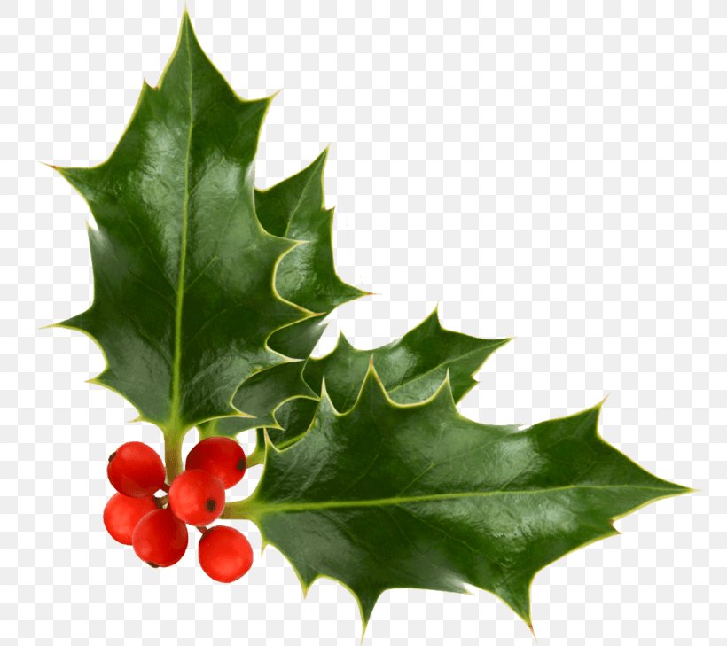 Holly, PNG, 768x729px, Holly, American Holly, Flower, Grape Leaves, Hollyleaf Cherry Download Free