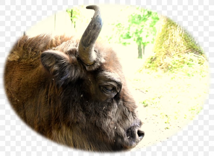 Cattle Goat Wildlife Terrestrial Animal Snout, PNG, 1031x752px, Cattle, Animal, Cattle Like Mammal, Cow Goat Family, Fauna Download Free