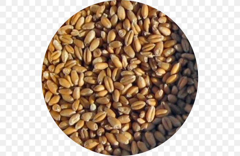 Cereal Germ Whole Grain Spelt Seed, PNG, 535x535px, Cereal Germ, Cereal, Commodity, Common Wheat, Dinkel Wheat Download Free