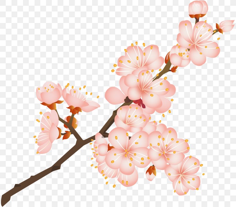 Cherry Blossom Background, PNG, 813x720px, Cherry Blossom, Blossom, Branch, Cut Flowers, Drawing Download Free