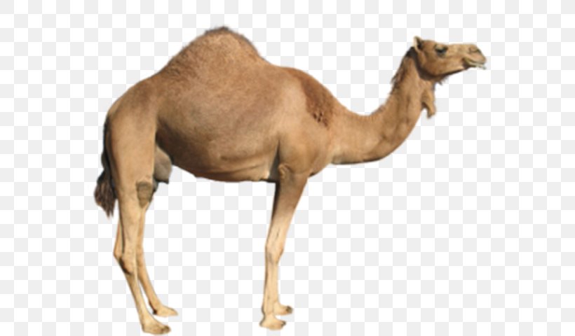 Dromedary Bactrian Camel Clip Art, PNG, 600x480px, Dromedary, Arabian Camel, Bactrian Camel, Camel, Camel Like Mammal Download Free