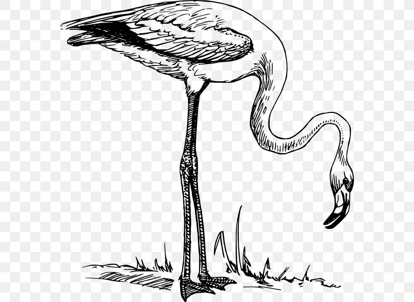 Flamingo Download Clip Art, PNG, 582x599px, Flamingo, Artwork, Beak, Bird, Black And White Download Free