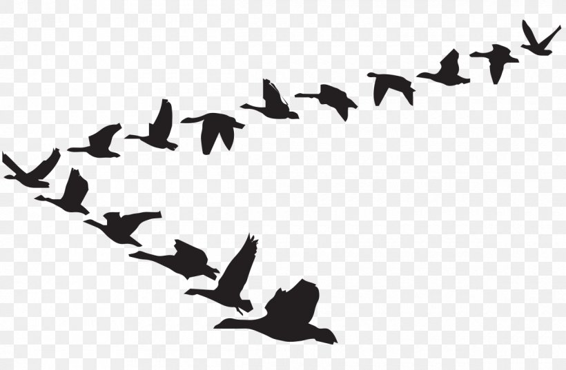 Goose Clip Art Bird Flight Vector Graphics, PNG, 1200x786px, Goose, Animal Migration, Beak, Bird, Bird Migration Download Free