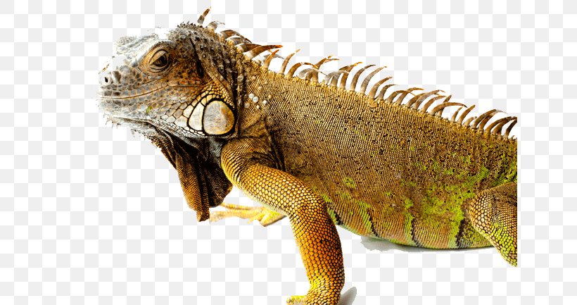 Reptile Lizard Iguanas Chameleons Green Iguana, PNG, 650x433px, Reptile, Adaptation, Animal Figure, Chameleons, Chinese Water Dragon Download Free