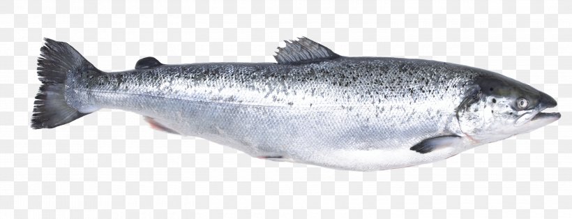 Atlantic Salmon Fish Express Trade Salmonids, PNG, 3000x1150px, Atlantic Salmon, Animal Figure, Animal Source Foods, Arctic Char, Atlantic Herring Download Free