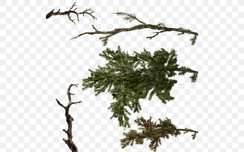 Branch Tree Twig, PNG, 512x512px, Branch, Conifer, Conifers, Evergreen, Information Download Free