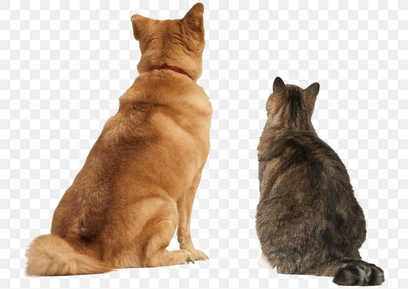 Dog–cat Relationship Persian Cat Ragdoll Pet Sitting, PNG, 741x581px, Dog, Animal Euthanasia, Carnivoran, Cat, Cat Like Mammal Download Free