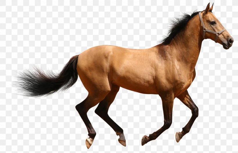 Horse Desktop Wallpaper Clip Art, PNG, 1600x1027px, Horse, Animal Figure, Bit, Bridle, Canter And Gallop Download Free