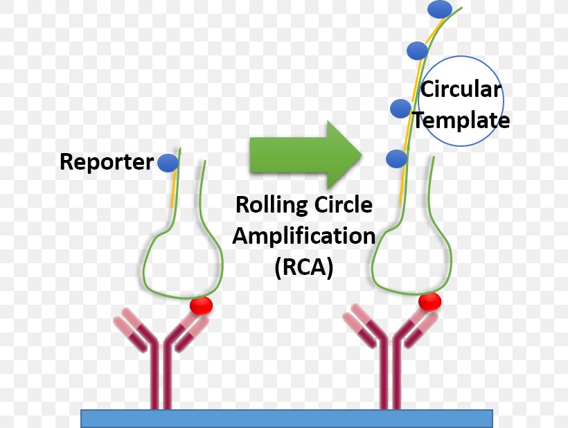 Rolling Circle Replication Amplifikacija Aptamer DNA Replication, PNG, 725x618px, Rolling Circle Replication, Amplifikacija, Aptamer, Area, Cell Download Free