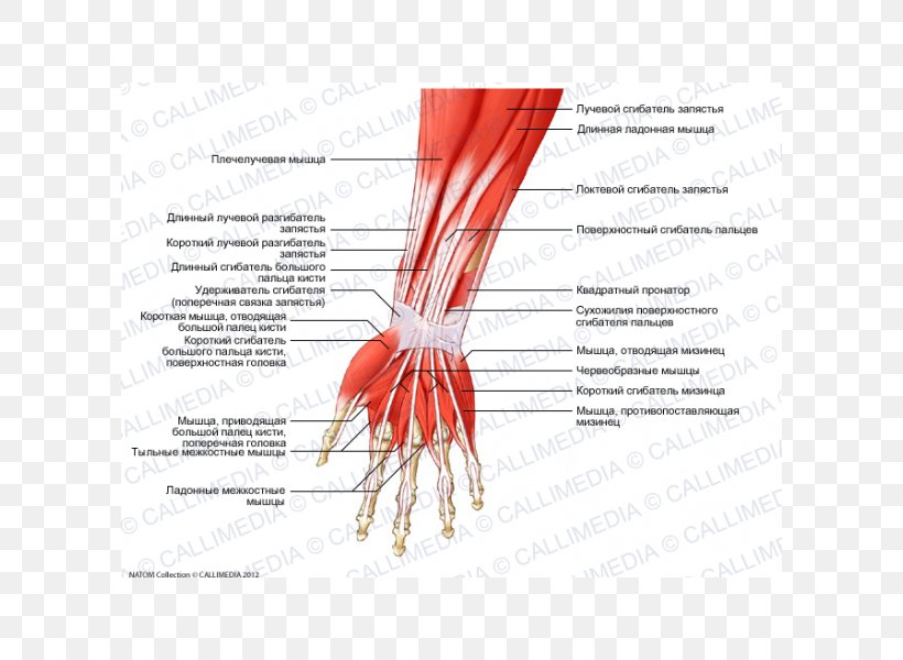 Finger Anterior Compartment Of The Forearm Anatomy Muscle, PNG, 600x600px, Watercolor, Cartoon, Flower, Frame, Heart Download Free