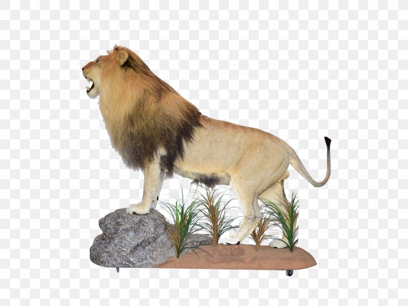 Lion Taxidermy South Africa 骨格標本 Big Cat, PNG, 1280x960px, Lion, Africa, Art, Big Cat, Big Cats Download Free