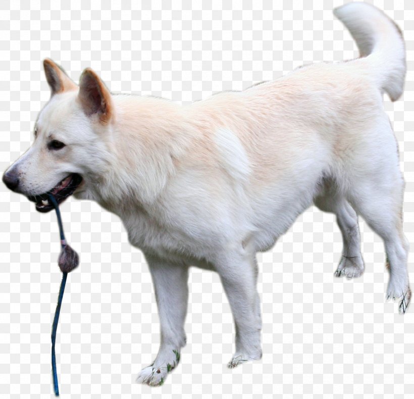 Pungsan Dog Canadian Eskimo Dog Canaan Dog Korean Jindo Norwegian Buhund, PNG, 1237x1192px, Pungsan Dog, American Eskimo Dog, Berger Blanc Suisse, Breed, Canaan Dog Download Free