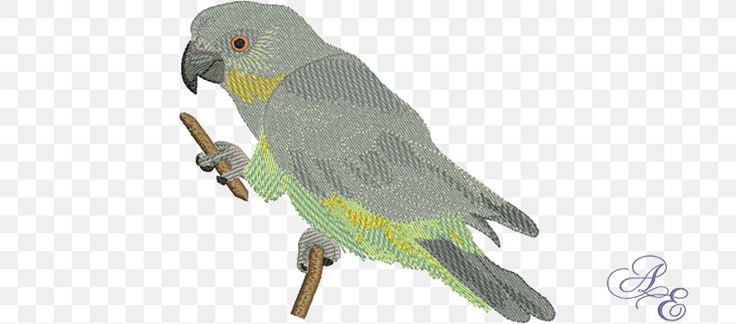 Red-bellied Parrot Bird Macaw Feather, PNG, 722x361px, Parrot, Animal, Animal Figure, Beak, Bird Download Free
