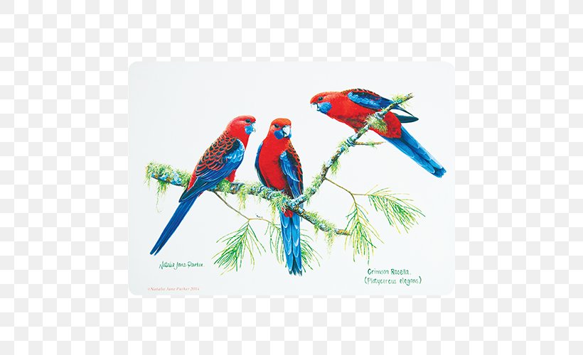 Bird Place Mats Macaw Cork Australia, PNG, 664x500px, Bird, Animal, Australia, Beak, Coasters Download Free