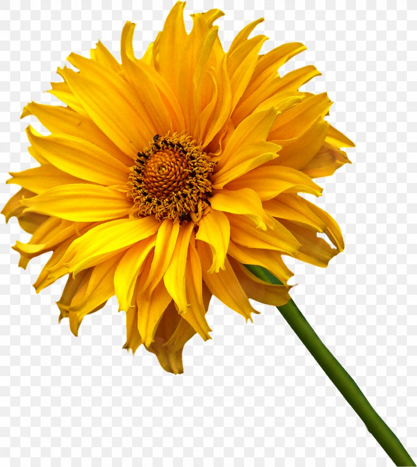 Cut Flowers Daisy Family Annual Plant German Chamomile, PNG, 1337x1500px, Flower, Annual Plant, Calendula, Calendula Officinalis, Cut Flowers Download Free