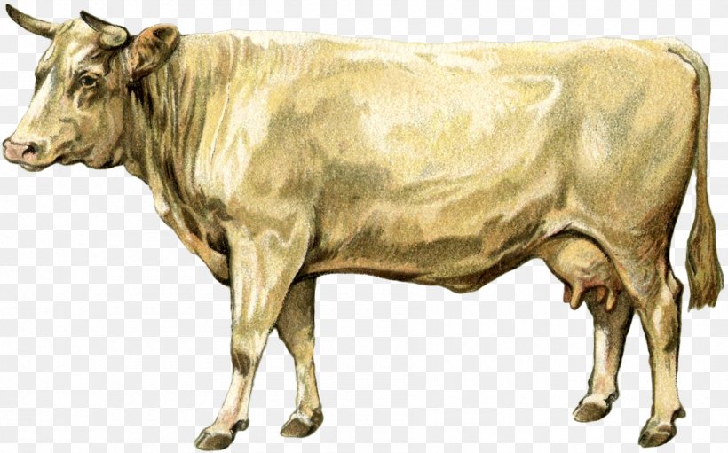 Dairy Cattle Ox Bull, PNG, 1800x1122px, Dairy Cattle, Animal, Bull, Cattle, Cattle Like Mammal Download Free