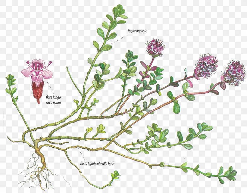 Human Anatomy Imágenes De Anatomía Humana Plant Thymes, PNG, 1600x1252px, Anatomy, Branch, Flora, Floral Design, Flower Download Free