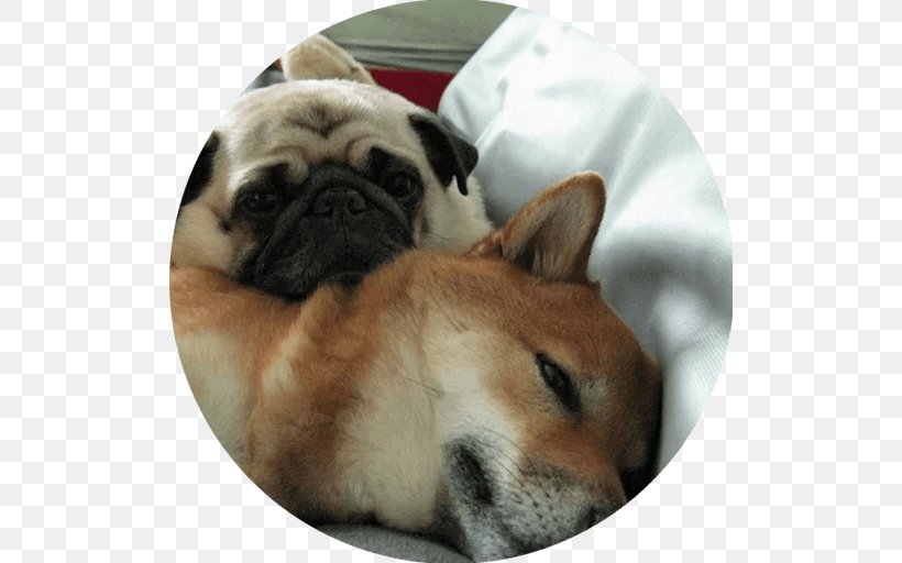 Pug Puppy Dog Breed Shiba Inu Companion Dog, PNG, 512x512px, Pug, Akita, Breed, Breed Group Dog, Carnivoran Download Free