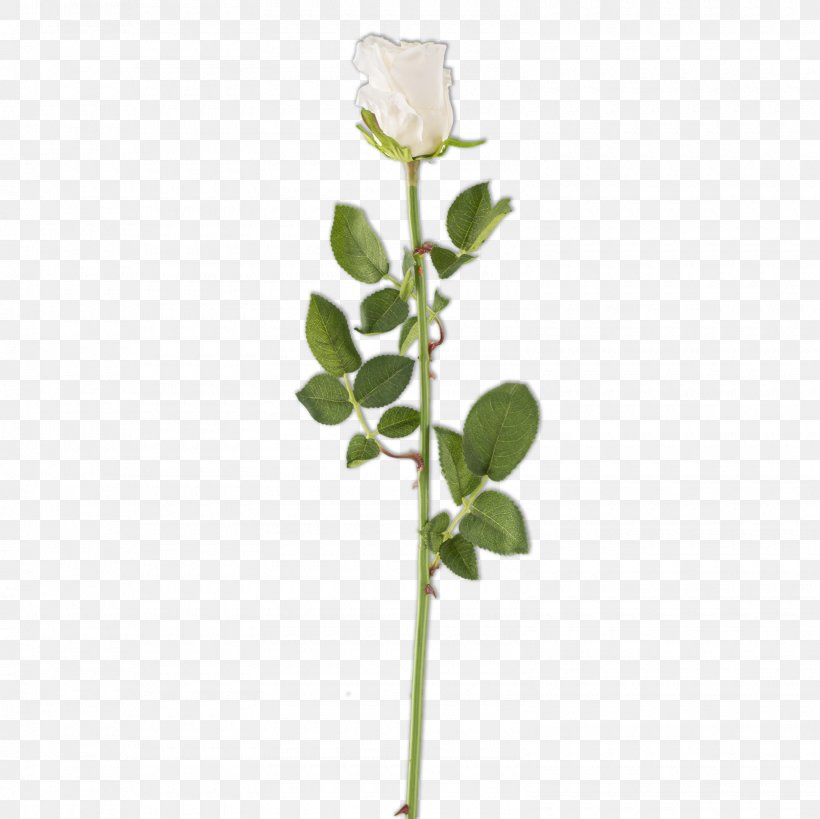 Rose Family Plant Stem Bud Cut Flowers, PNG, 1600x1600px, Rose Family, Arumlily, Branch, Bud, Cemetery Download Free