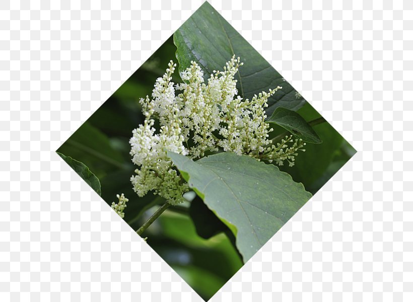 Theatre Japan Compagnia Teatrale Staging Stage, PNG, 600x600px, Theatre, Compagnia Teatrale, Fallopia Japonica, Flower, Japan Download Free