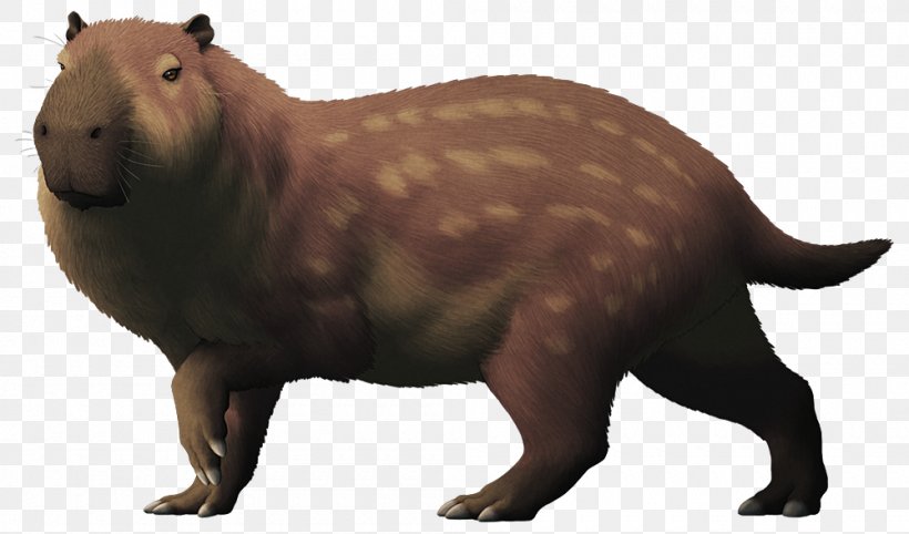 Beaver Pliocene Rodent Josephoartigasia Monesi Capybara, PNG, 1000x589px, Beaver, Animal, Animal Figure, Capybara, Carnivoran Download Free