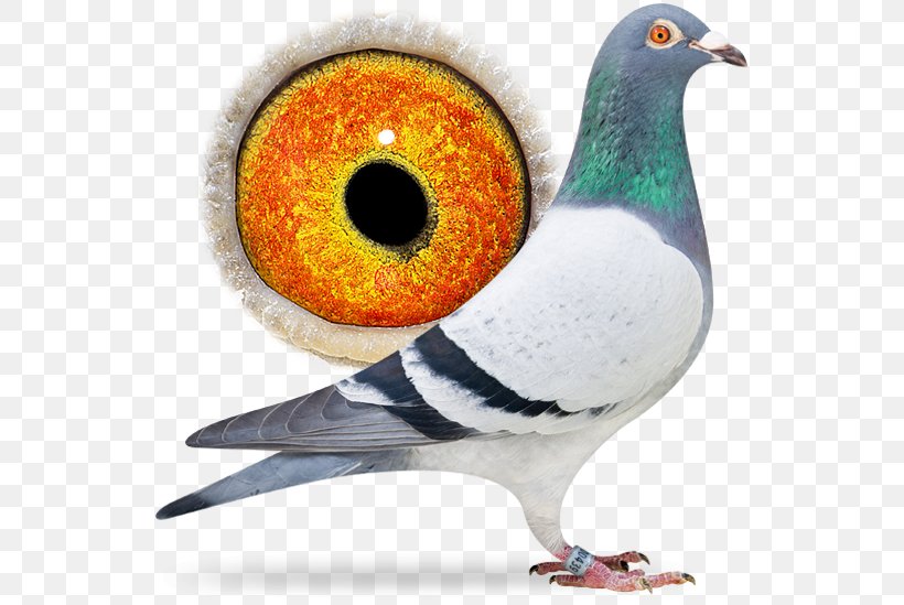 Homing Pigeon Columbinae Bird Pigeon Keeping Pigeon Racing, PNG, 556x549px, Homing Pigeon, Animal, Auction, Beak, Bird Download Free