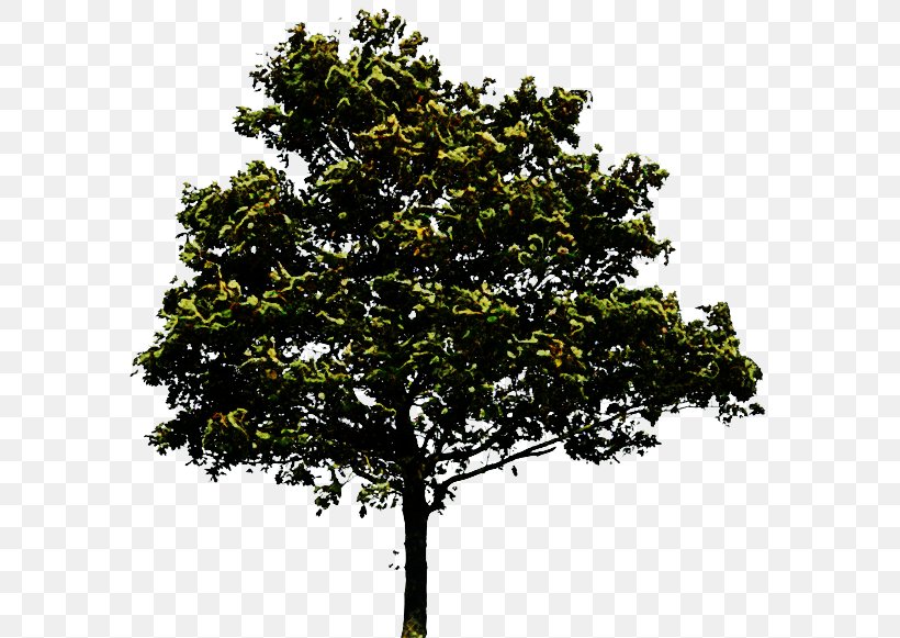 Oak Tree Silhouette, PNG, 600x581px, Tree, Blog, Branch, California Live Oak, Californian White Oak Download Free