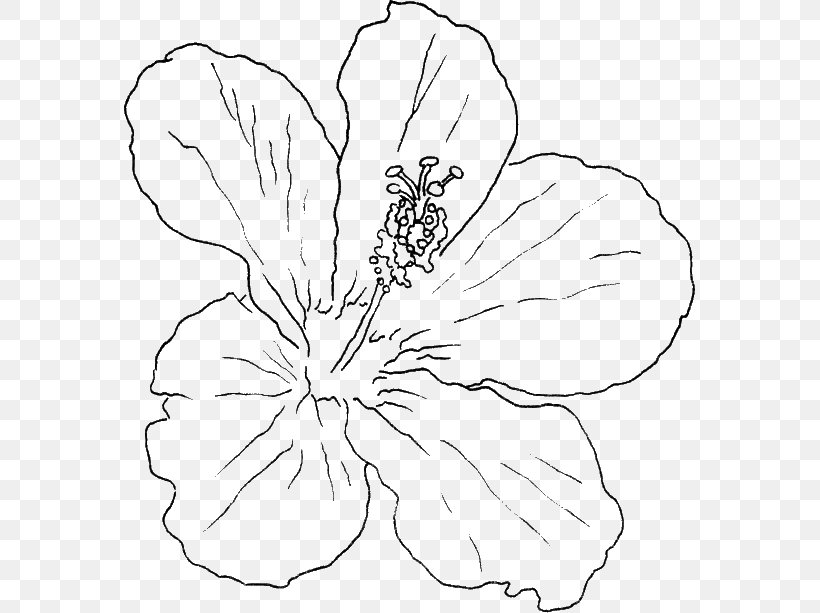 Shoeblackplant Hawaiian Hibiscus Swamp Rose Mallow Drawing Flower, PNG, 571x613px, Shoeblackplant, Artwork, Black, Black And White, Branch Download Free