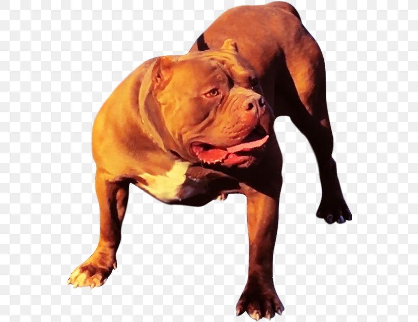 American Pit Bull Terrier Olde English Bulldogge Dog Breed, PNG, 561x633px, American Pit Bull Terrier, Breed, Bull, Bull Terrier, Bulldog Download Free