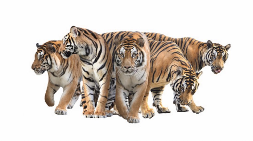 Bengal Tiger Stock Photography White Tiger, PNG, 1442x808px, Bengal, Alamy, Animal Figure, Bengal Tiger, Big Cats Download Free