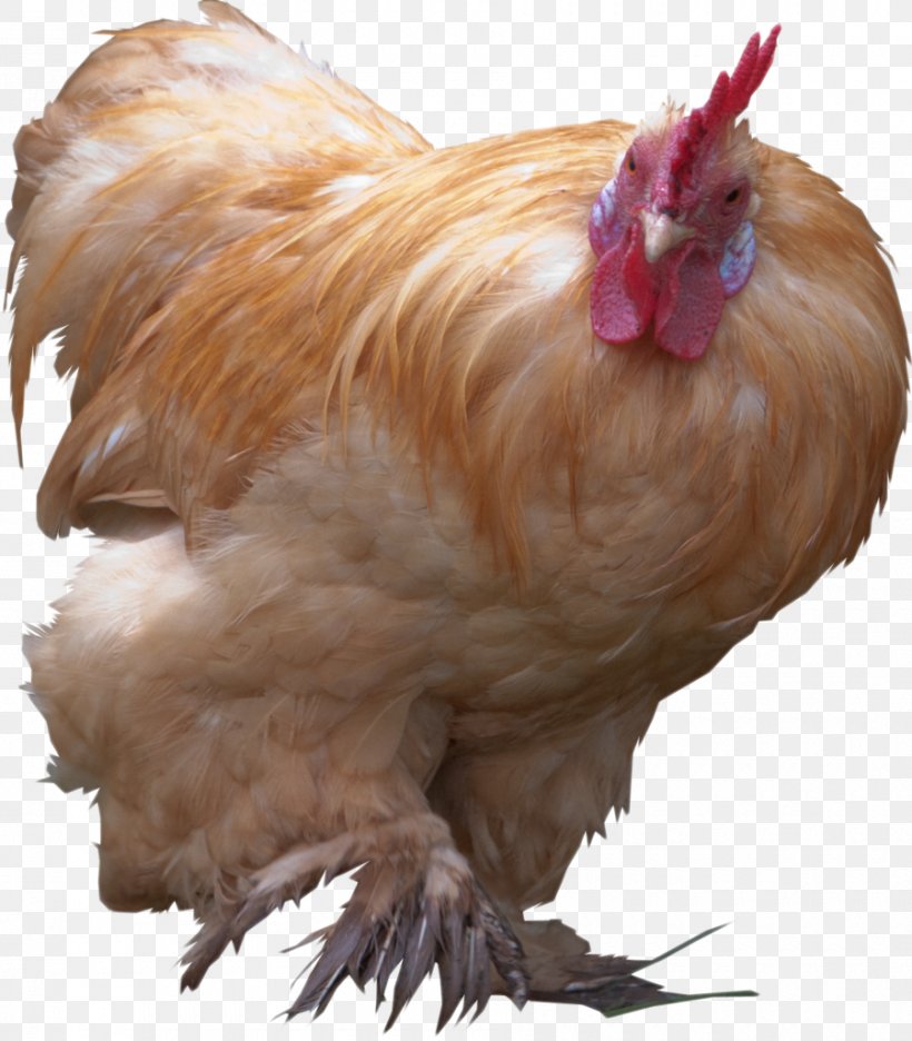 Rooster YouTube Bird Chicken, PNG, 900x1028px, Rooster, Beak, Bird, Chicken, Colossal Download Free