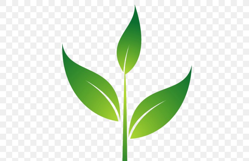 Transparency Plants Root Drawing Plant Stem, PNG, 820x530px, Plants, Drawing, Eucalyptus, Flower, Grass Download Free