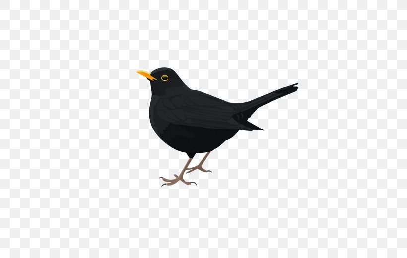 Common Blackbird, PNG, 600x520px, Common Blackbird, Acridotheres, Beak, Bird, Blackbird Download Free