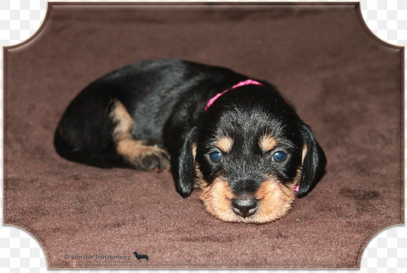 Dog Breed Black And Tan Coonhound Puppy Black & Gold, PNG, 1674x1125px, Dog Breed, Black And Tan Coonhound, Black Gold, Breed, Carnivoran Download Free