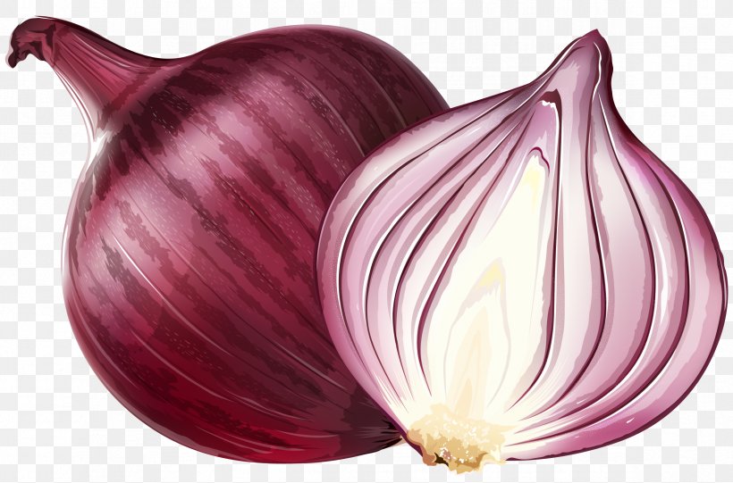 Red Onion Euclidean Vector Illustration, PNG, 2369x1565px, Onion, Flowering Plant, Food, Ingredient, Magenta Download Free
