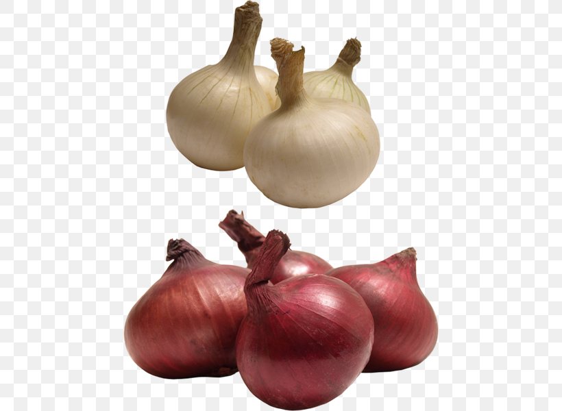 Red Onion Yellow Onion Shallot Garlic Clip Art, PNG, 460x600px, Red Onion, Author, Food, Garlic, Ingredient Download Free