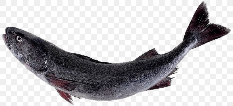 Sablefish Salmon Pacific Cod, PNG, 812x374px, Sablefish, Cod, Dungeness Crab, Fin, Fish Download Free