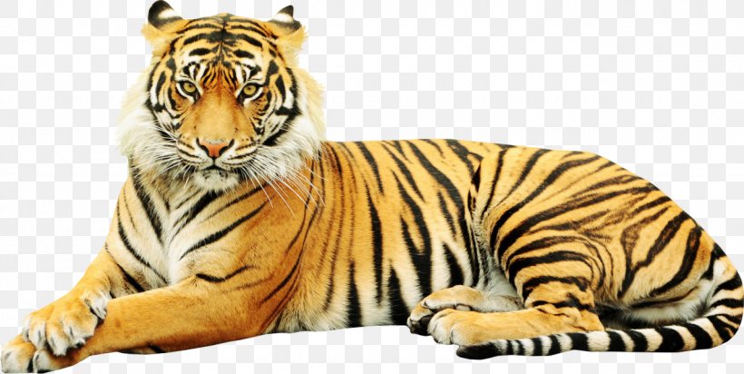 Sumatran Tiger Zoo Wildlife Sticker White Tiger, PNG, 1280x644px, Sumatran Tiger, Animal, Big Cat, Big Cats, Carnivoran Download Free