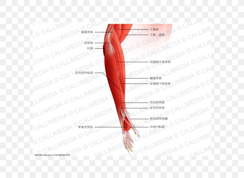 Thumb Brachialis Muscle Forearm Elbow, PNG, 600x600px, Watercolor, Cartoon, Flower, Frame, Heart Download Free