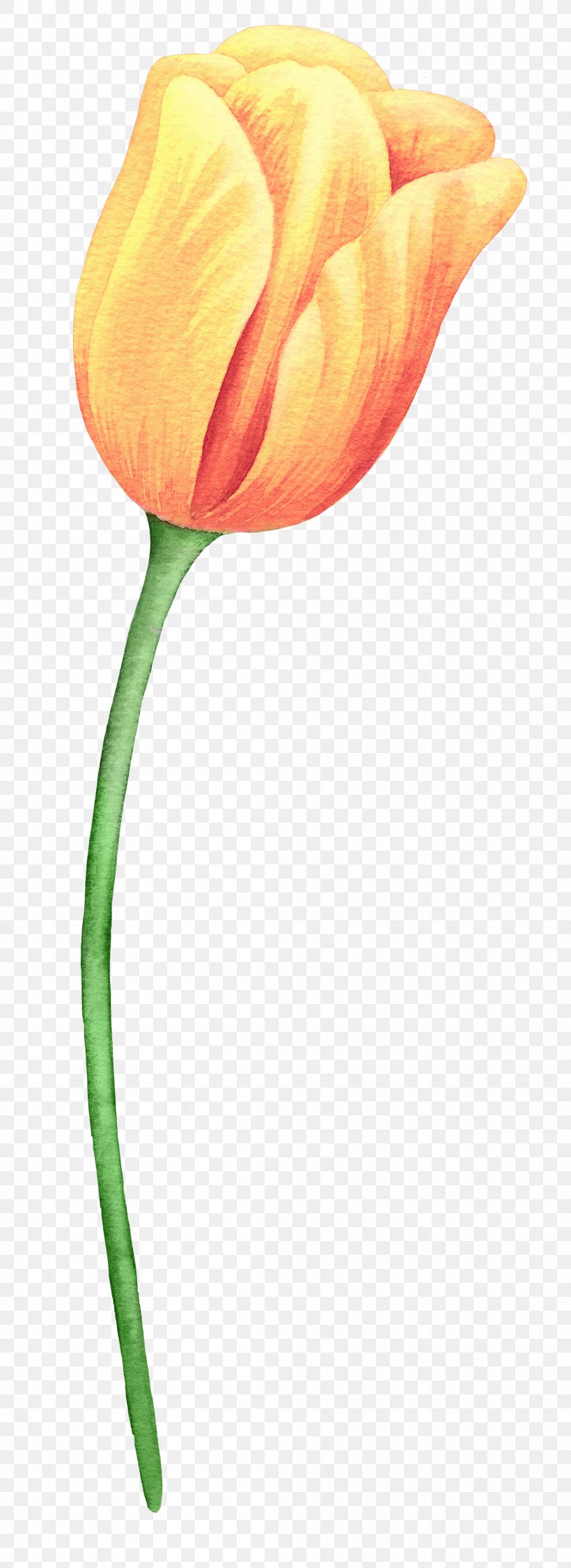 Tulip Flower Painting, PNG, 2108x5784px, Tulip, Bud, Flower, Flowering Plant, Orange Download Free